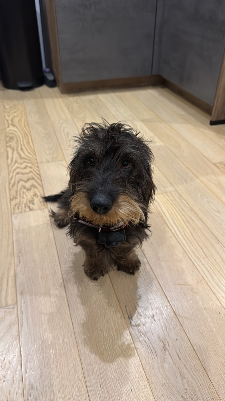 Theke de la Cornée des Chats